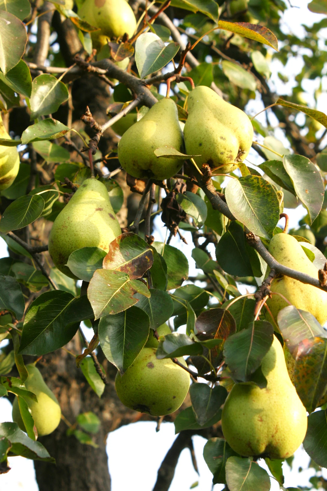 Bartlett Pear Tree Seeds | European Williams Green Pears Seed 2024 Fast Shipping