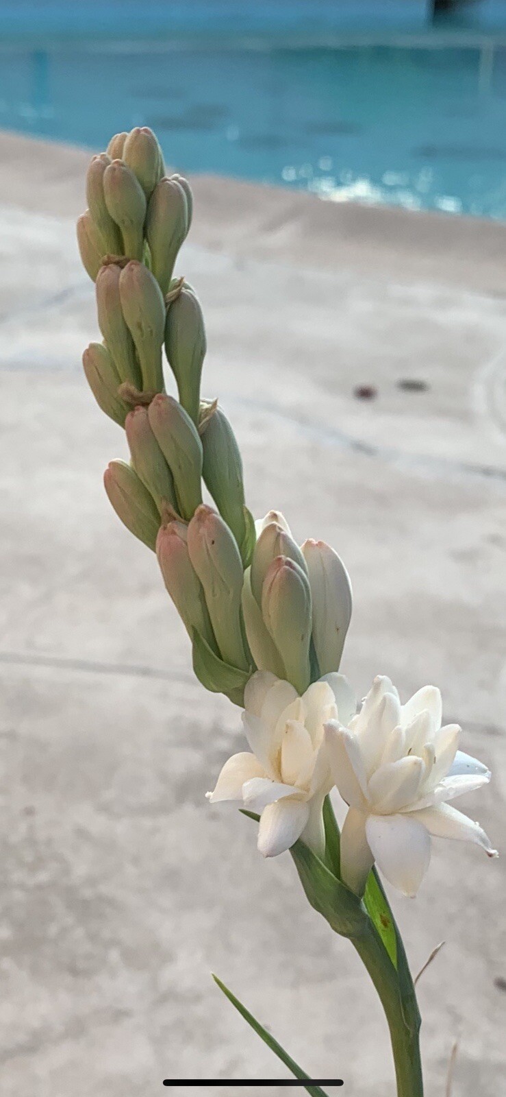 Tuberose Fragrance Double Pearl. 2 Clump, Bulbs 2+ Sz S / M / L Ready To Plant.
