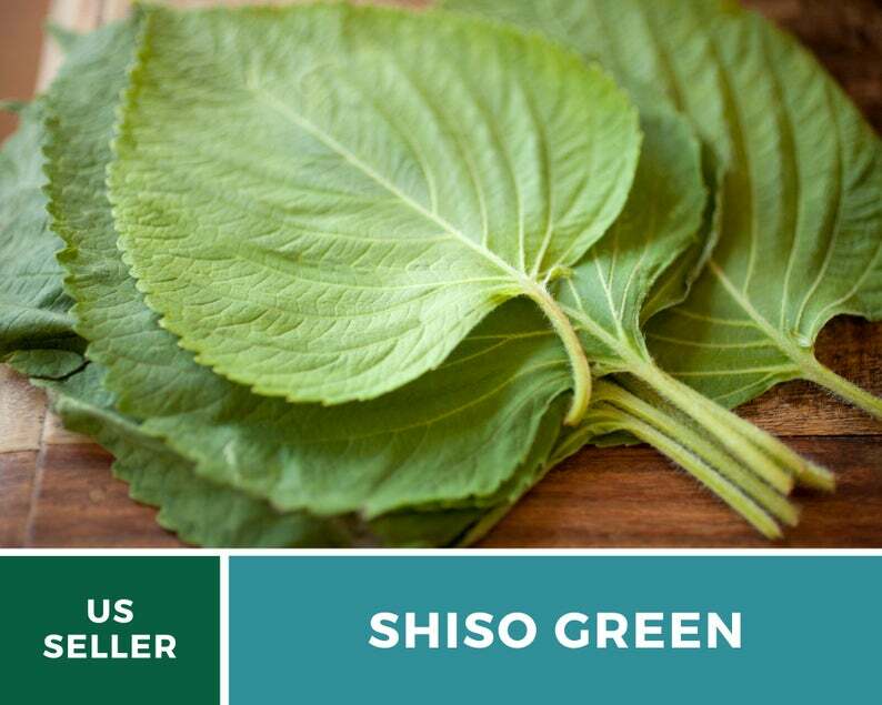 Shiso Green – 200 Seeds – Asian Culinary Herb – Non GMO (Perilla frutescens)