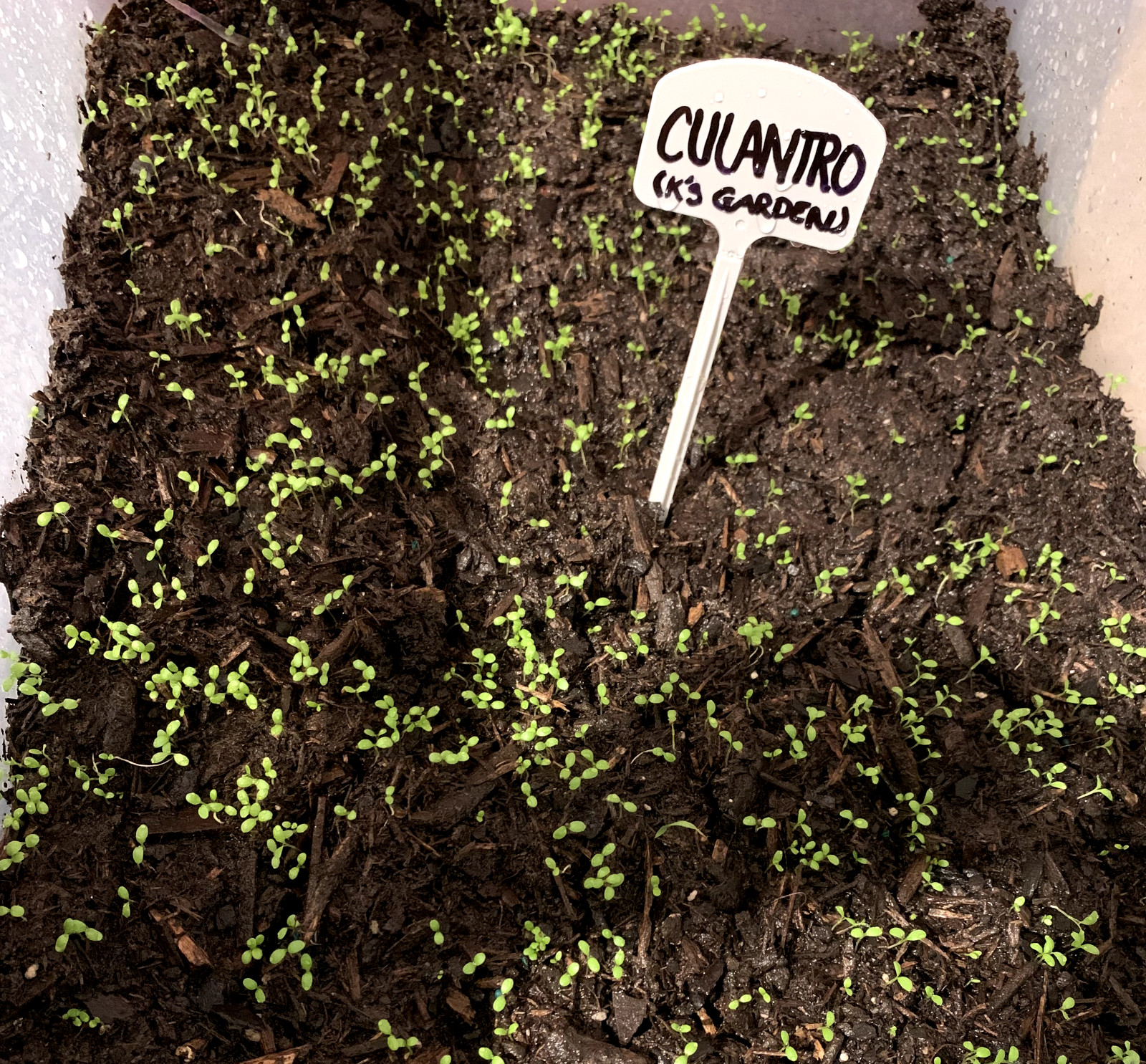 500+ CULANTRO SEEDS-NGÒ GAI-MEXICAN CORIANDER-庫蘭特羅-PUERTO RICAN-THAI PARSLEY