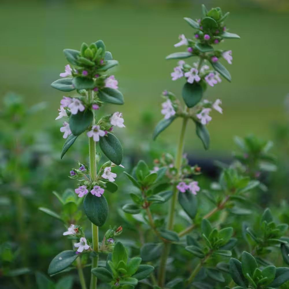 19 Oz. German Thyme Herb Plant (2-Pack)
