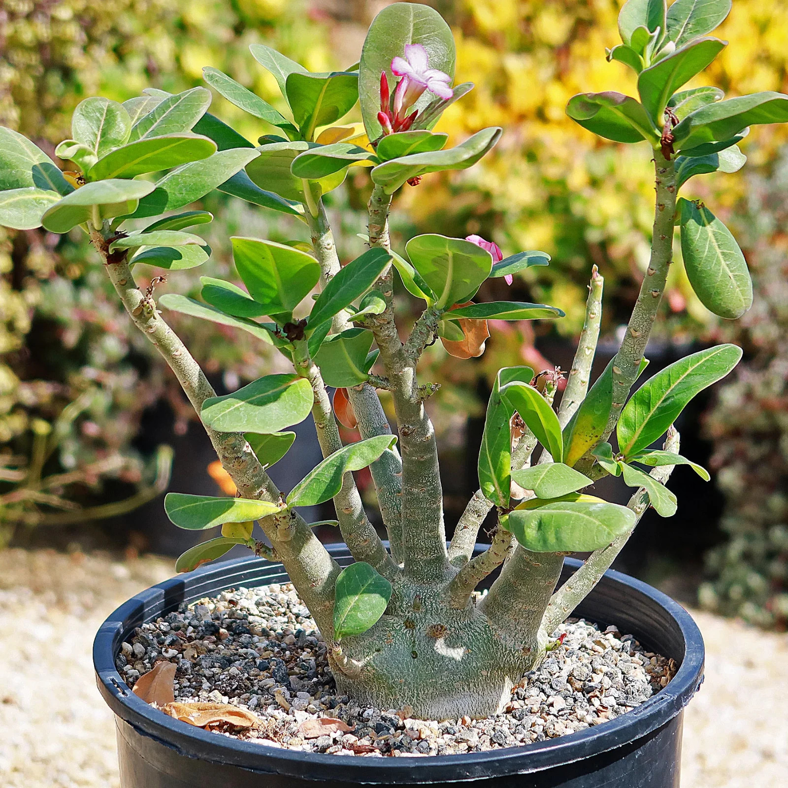 Desert Rose Adenium arabicum (green caudex) 5 seeds FREE SHIPPING!
