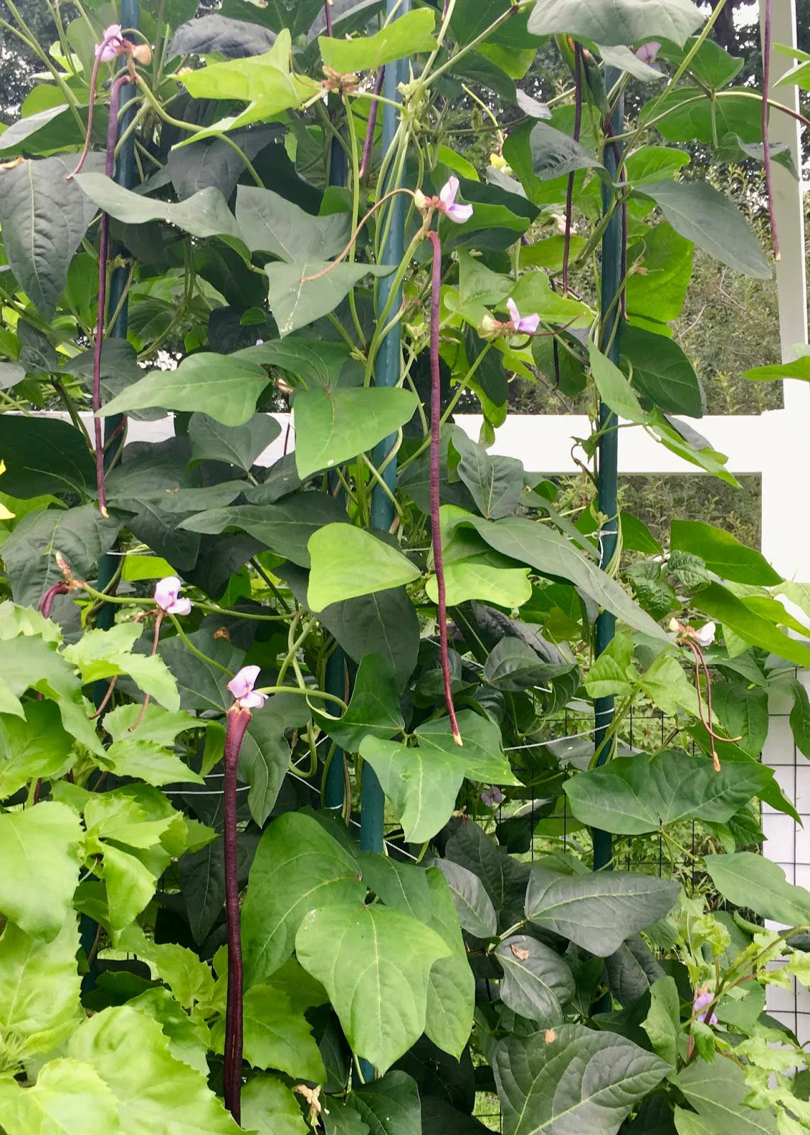 Purple Mart Yard Long Bean Seeds |Chinese Asparagus Asian Snake Cowpea Seed 2024