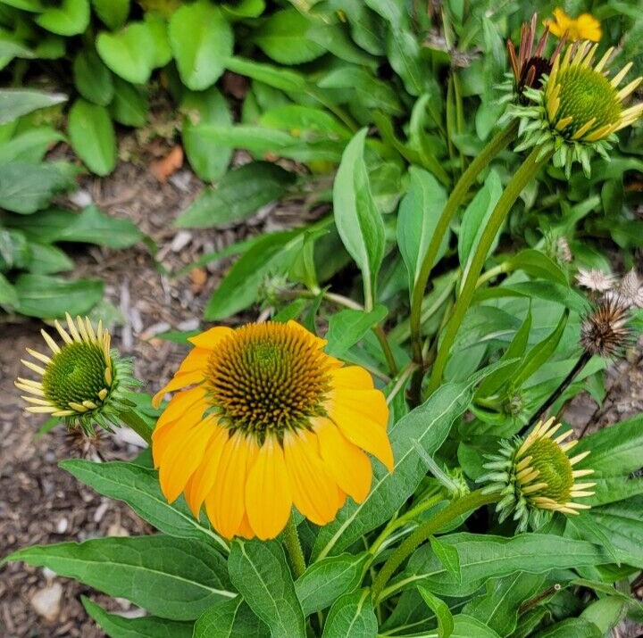 100 SEEDS CHEYENNE SPIRIT CONEFLOWER Echinacea in Orange Red Yellow Purple Pink
