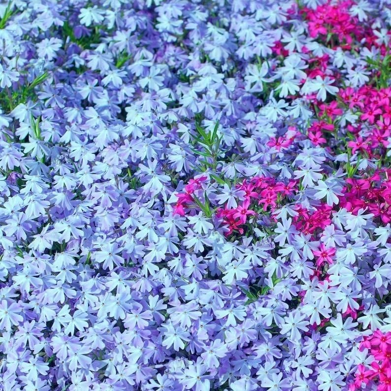 1100+ Annual Phlox Beauty Mix Seeds for Planting Outdoor-Creeping Phlox Ground C