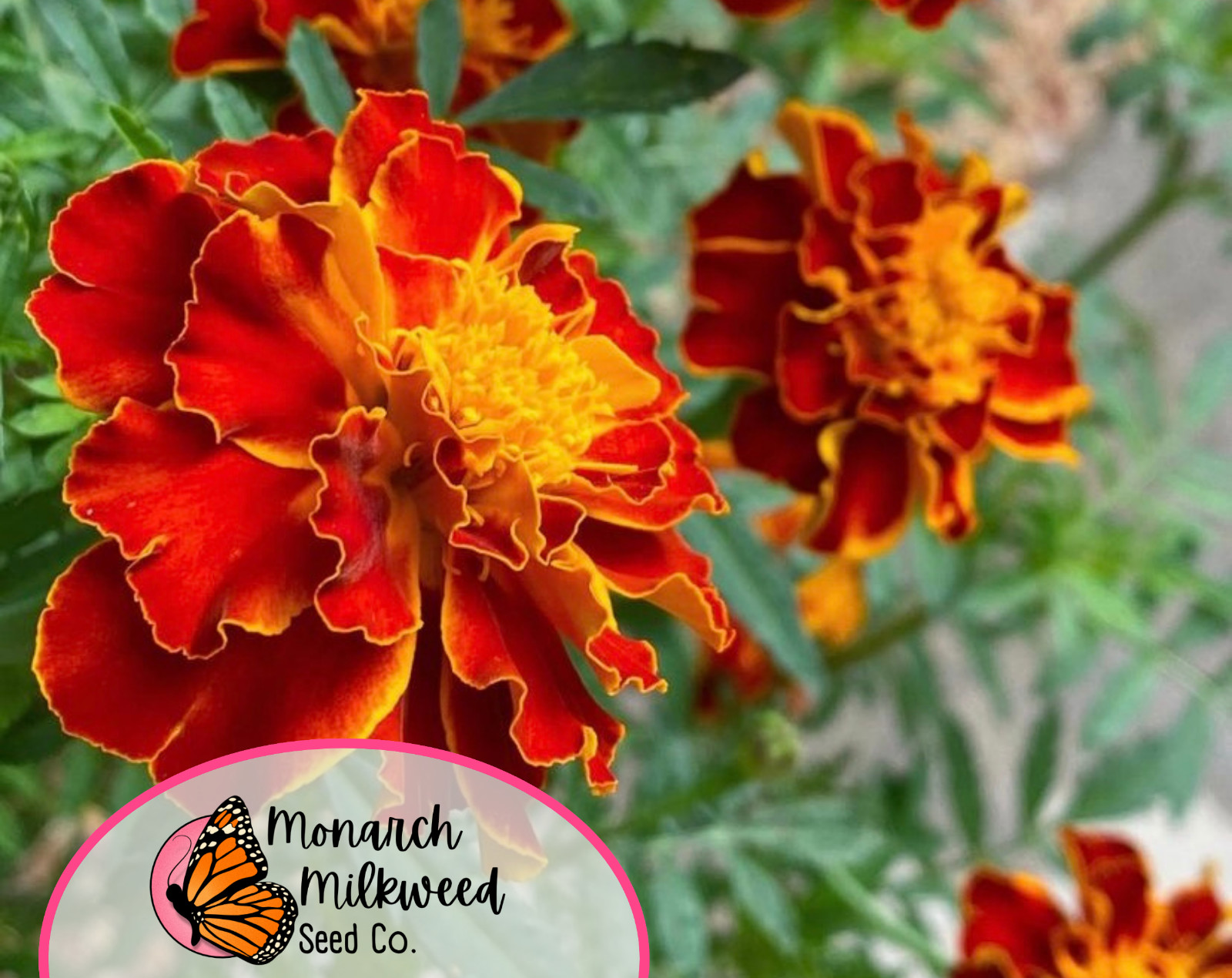 600+ Sparky Marigold Seeds | Heirloom, Non-GMO, Flower Gardening Seeds, USA