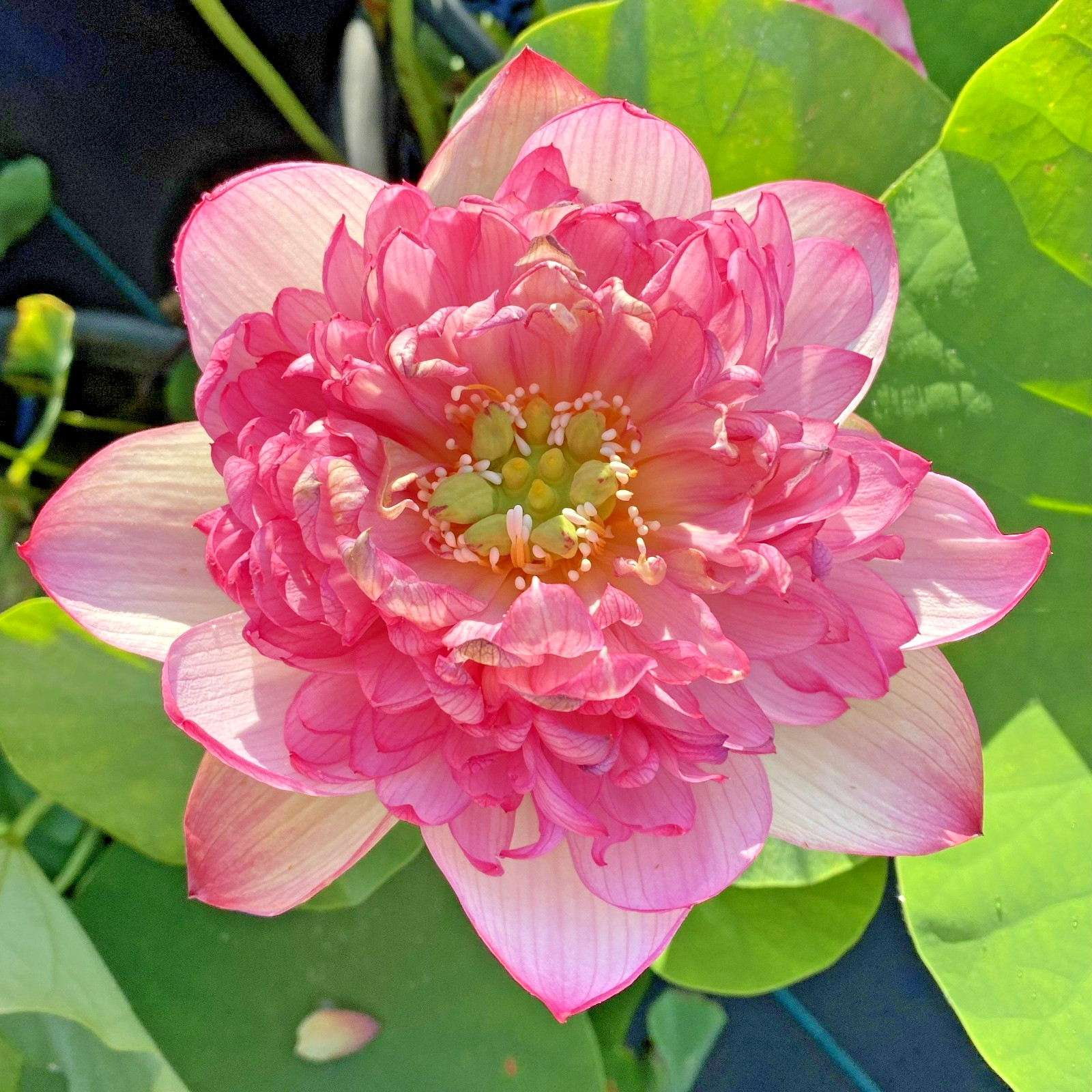 5 ROSE PINK LOTUS SEEDS – Nelumbo Nucifera