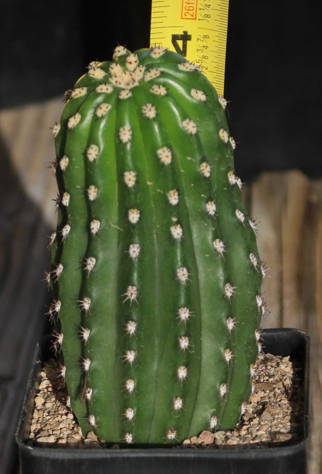 Tricho hybrid ‘Betty Boom’