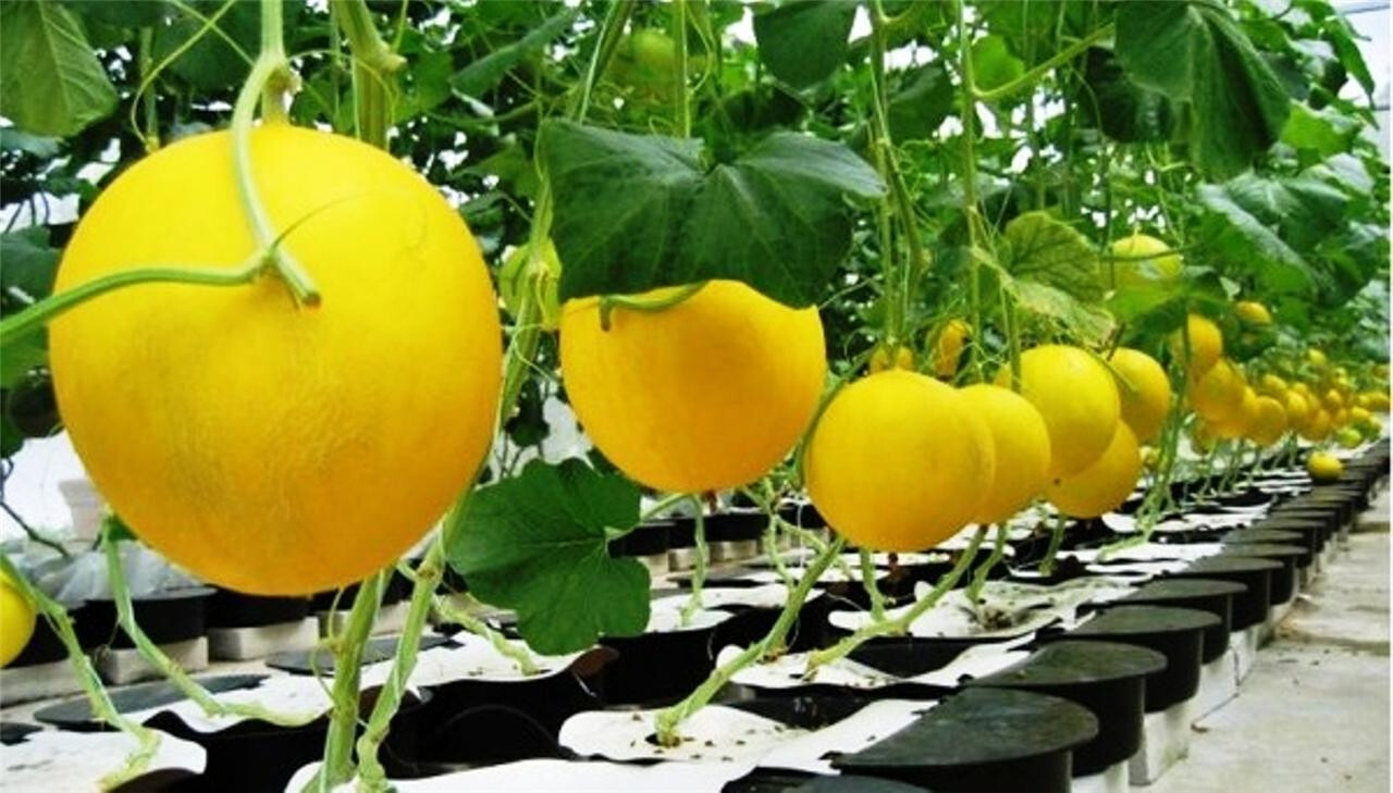 20 Golden Honeydew Melon Seeds / Sweet / Delicious / ORGANIC / FL GROWN