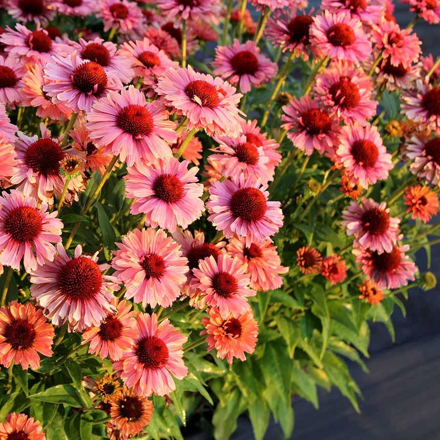 Rare Echinacea: A Delightful Long-lived Coneflower for Pollinators