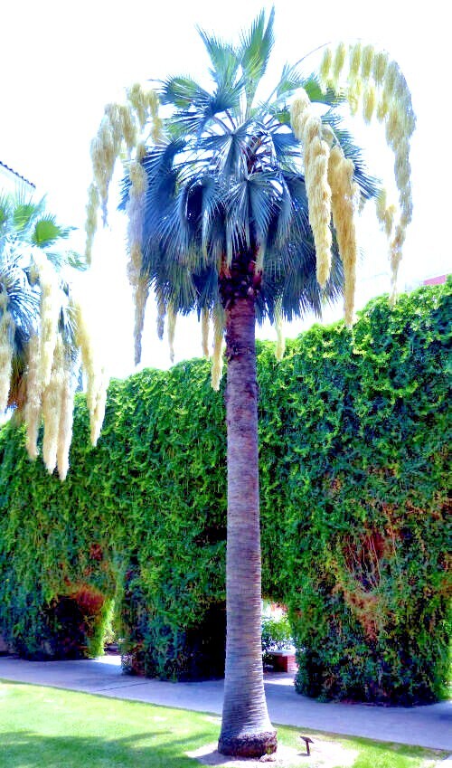 100 Mexican Blue Hesper Fan Palm Tree Seeds Grey Goddess Tropical Cold Hardy!
