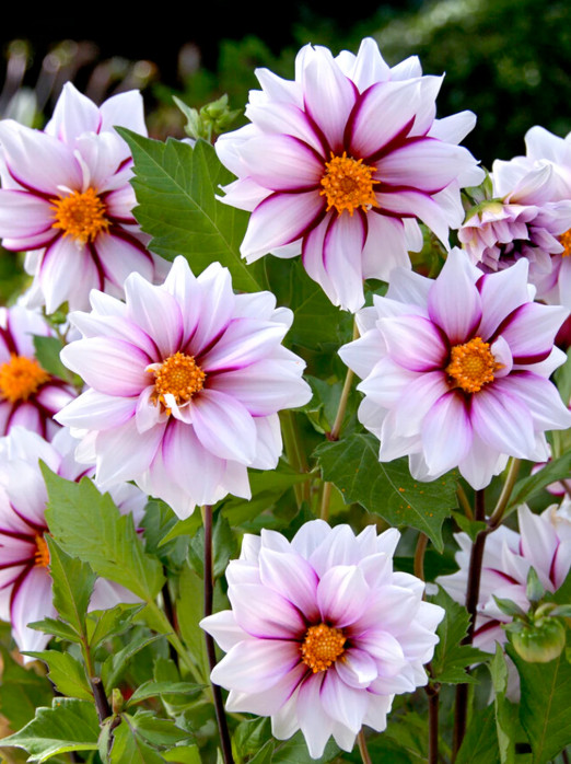 Dahlia Collarette “Edge of Joy” Clump Tuber Size # 1 Bulb, Pink Raspberry White