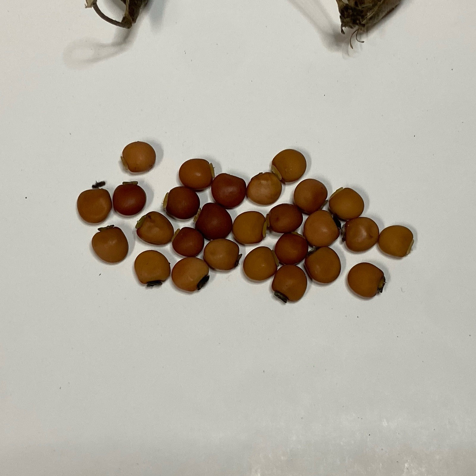 Organic Pigeon Peas Gandules 25 Seeds (Cajanus cajan) Heirloom Non GMO