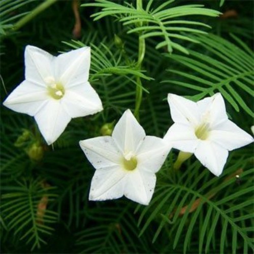 200 Seeds Cypress Vine Seeds – Ipomoea Pennata White Flower Seed