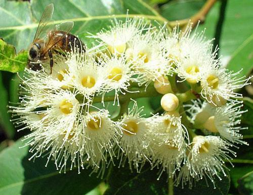 Eucalyptus deglupta | Rainbow Eucalyptus | 20 Seeds