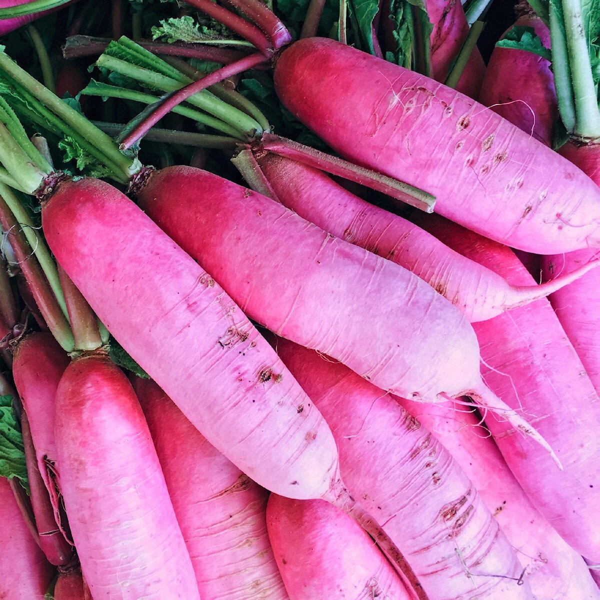 300 Pink Summercicle Radish Seeds – Everwilde Farms Mylar Seed Packet