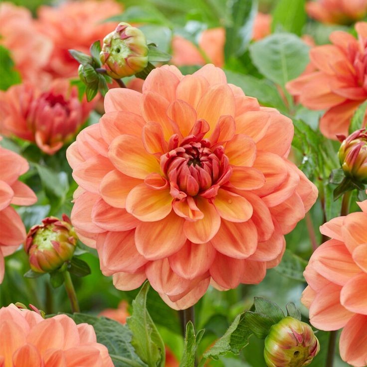 25 Dahlia Seeds Perennial Heirloom Pollinator Flower Flowers “Kelsey Ann”