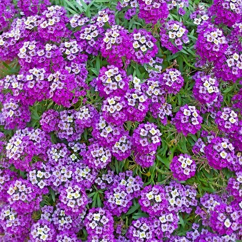 Royal Carpet Alyssum (Lobularia maritima) Seeds – Deep Violet-Purple Groundcover