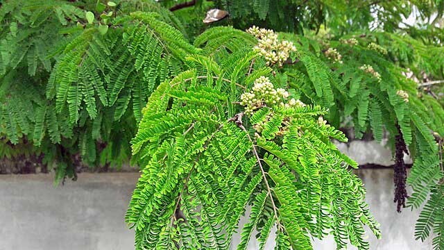 Caesalpinia coriaria | Divi Divi | 10 Seeds