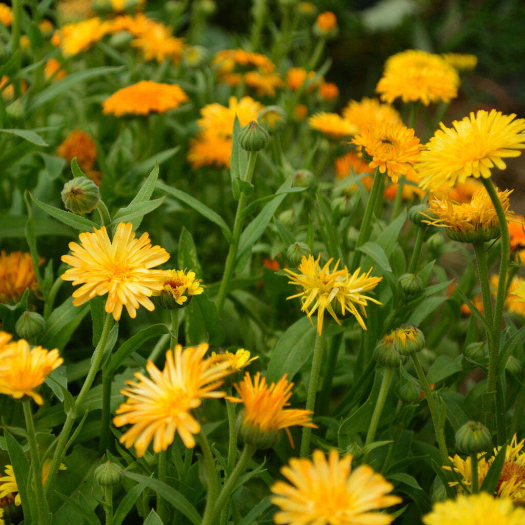 Fiesta Gitana Calendula Seeds 100 Ct Flower DWARF ANNUAL USA FREE SHIPPING