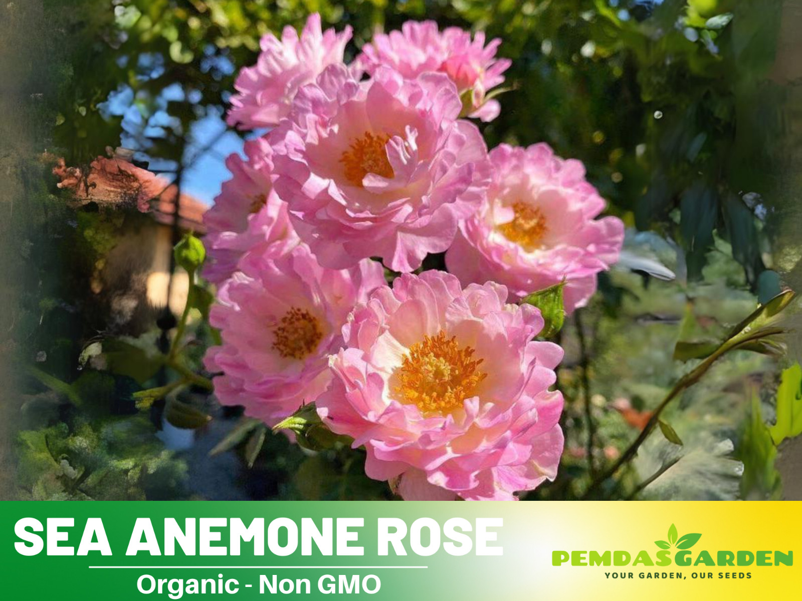 30+ Seeds| Sea Anemone Perennial Rose Seeds