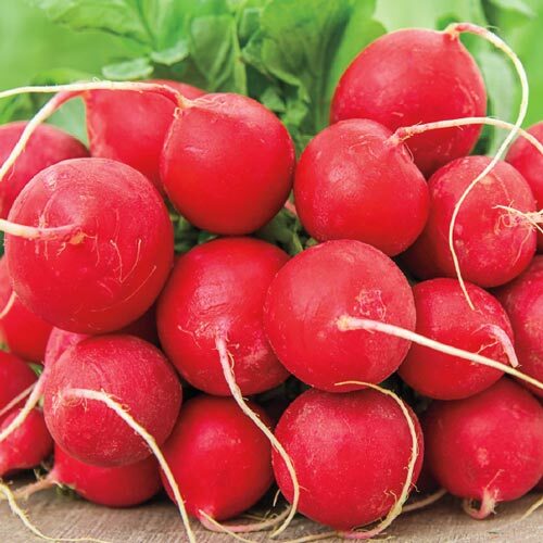 German Giant Radish Seeds 200 Ct Vegetable Garden Heirloom NON-GMO FREE SHIPPING
