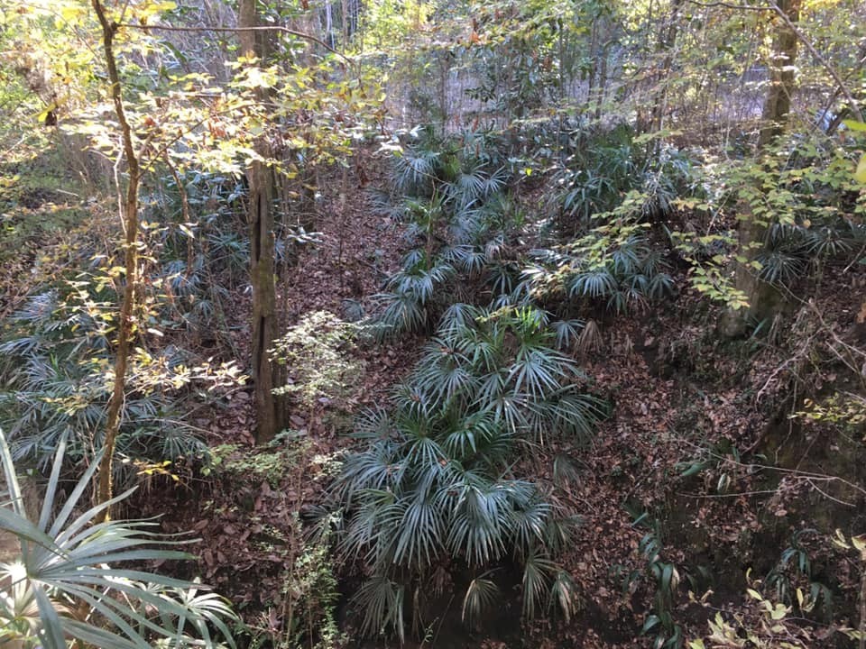 Rhapidophyllum hystrix Seeds – Needle Palm Seeds!