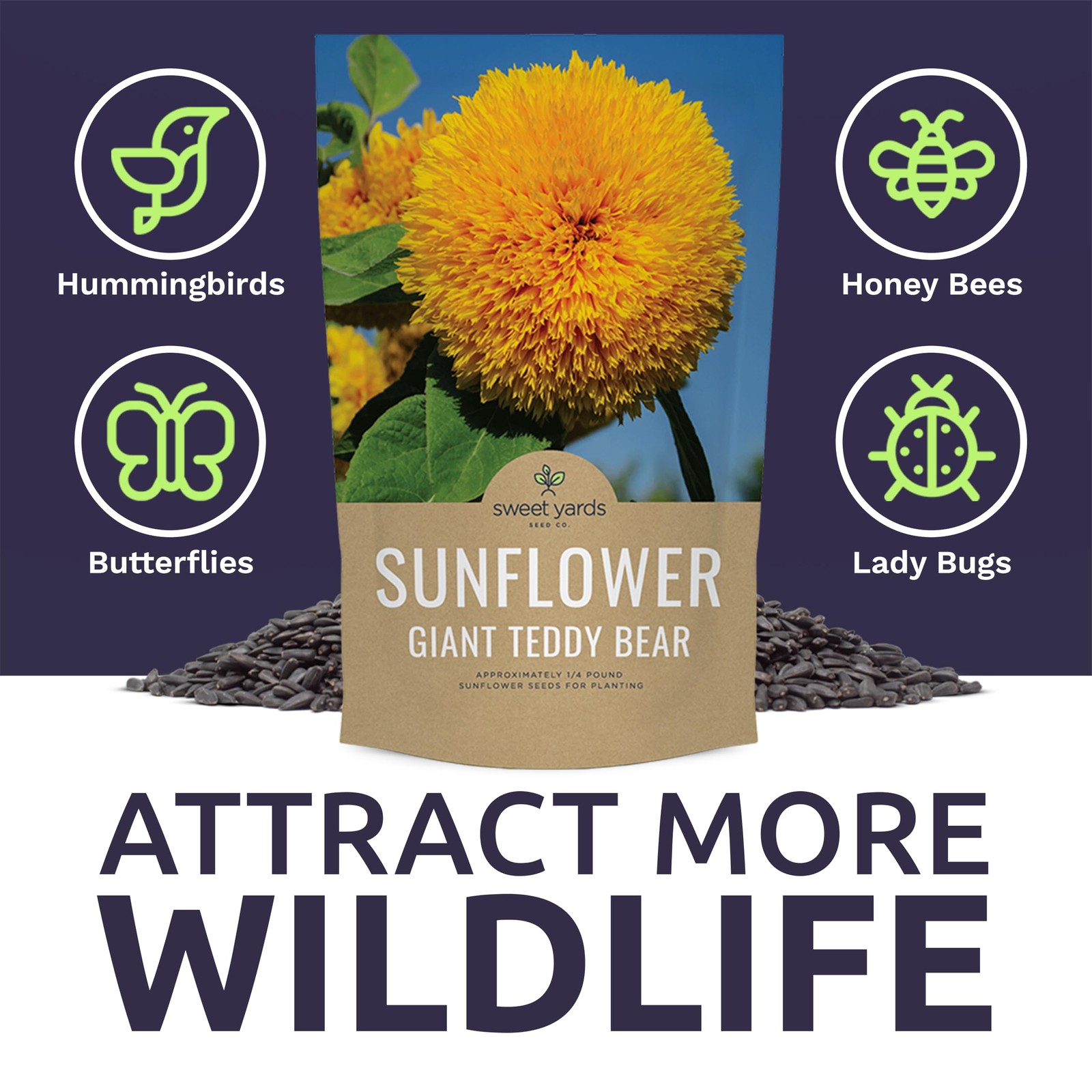 Giant Teddy Bear Sunflower Seeds – Bulk 1/4 Pound Bag – Over 5,000 Fresh Open…