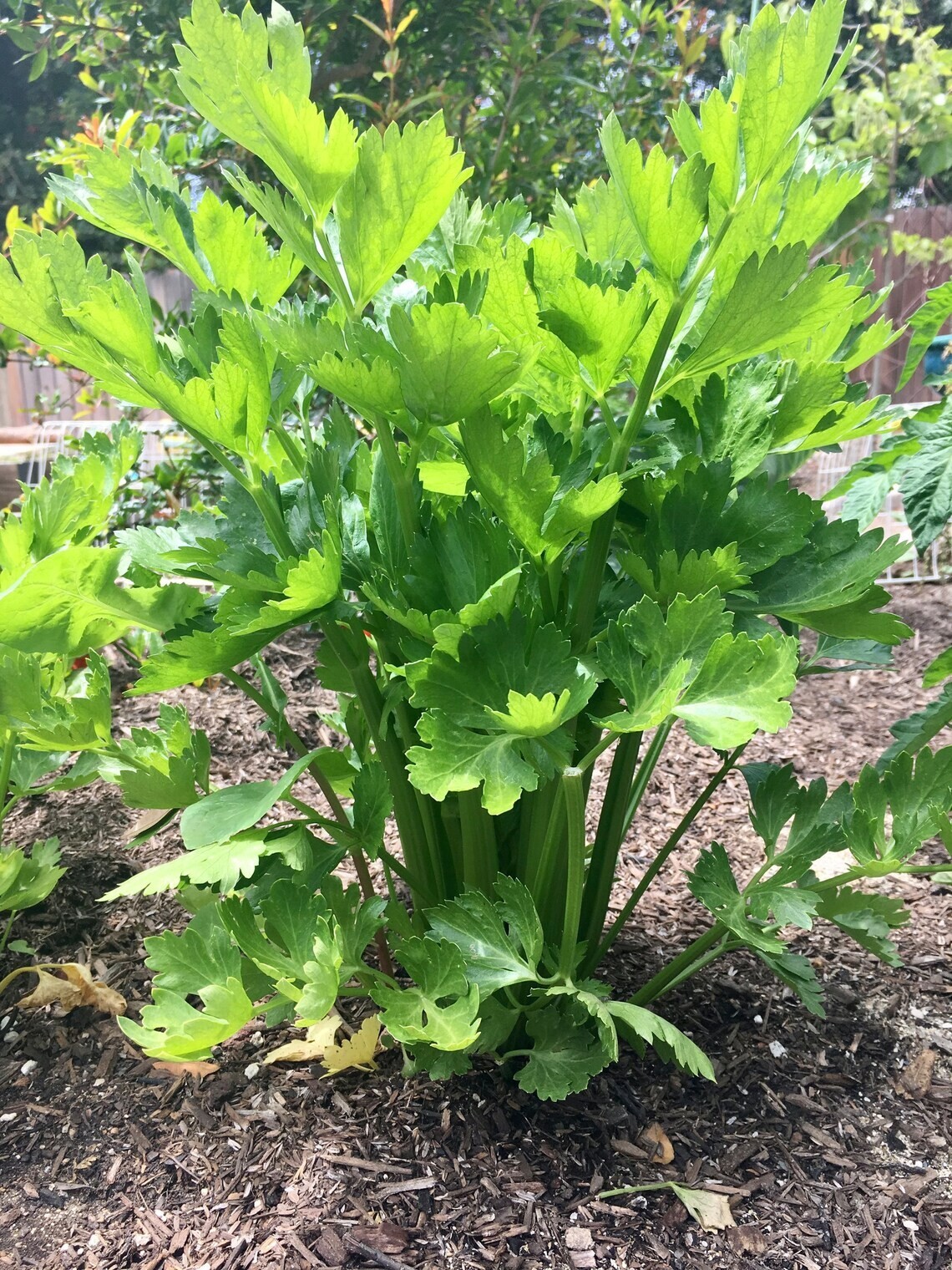 Tall Utah 52-70 Celery Seeds, NON-GMO, ORGANIC, HEIRLOOM – Free Shipping!