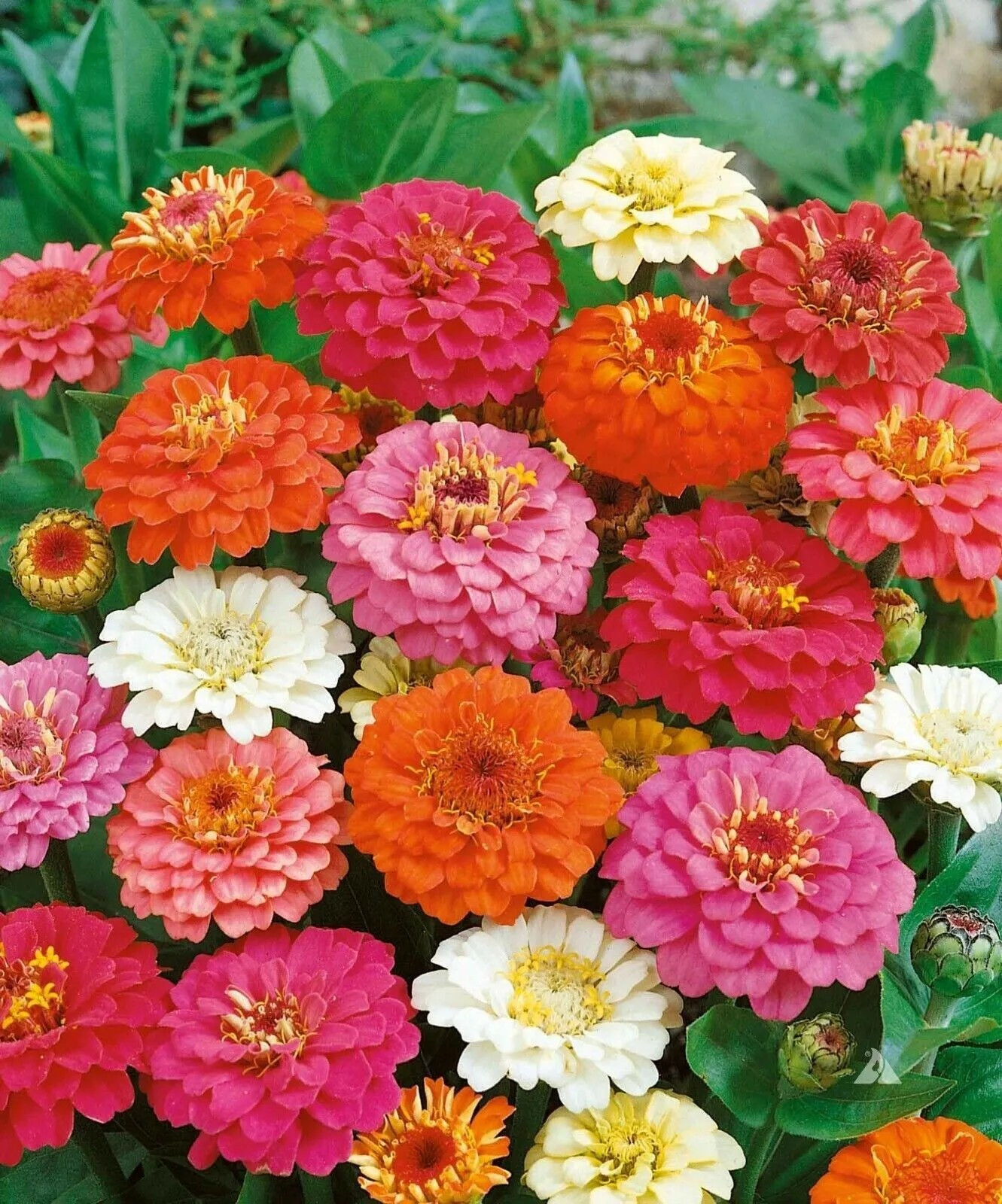 1000+ ZINNIA DWARF THUMBELINA MIX – Butterflies – Hummingbirds — CUT FLOWERS