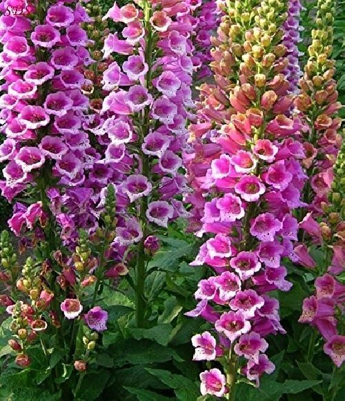 Foxglove Foxy Mix Seeds 500+ Digitalis Flower MIXED Biennial USA FREE SHIPPING
