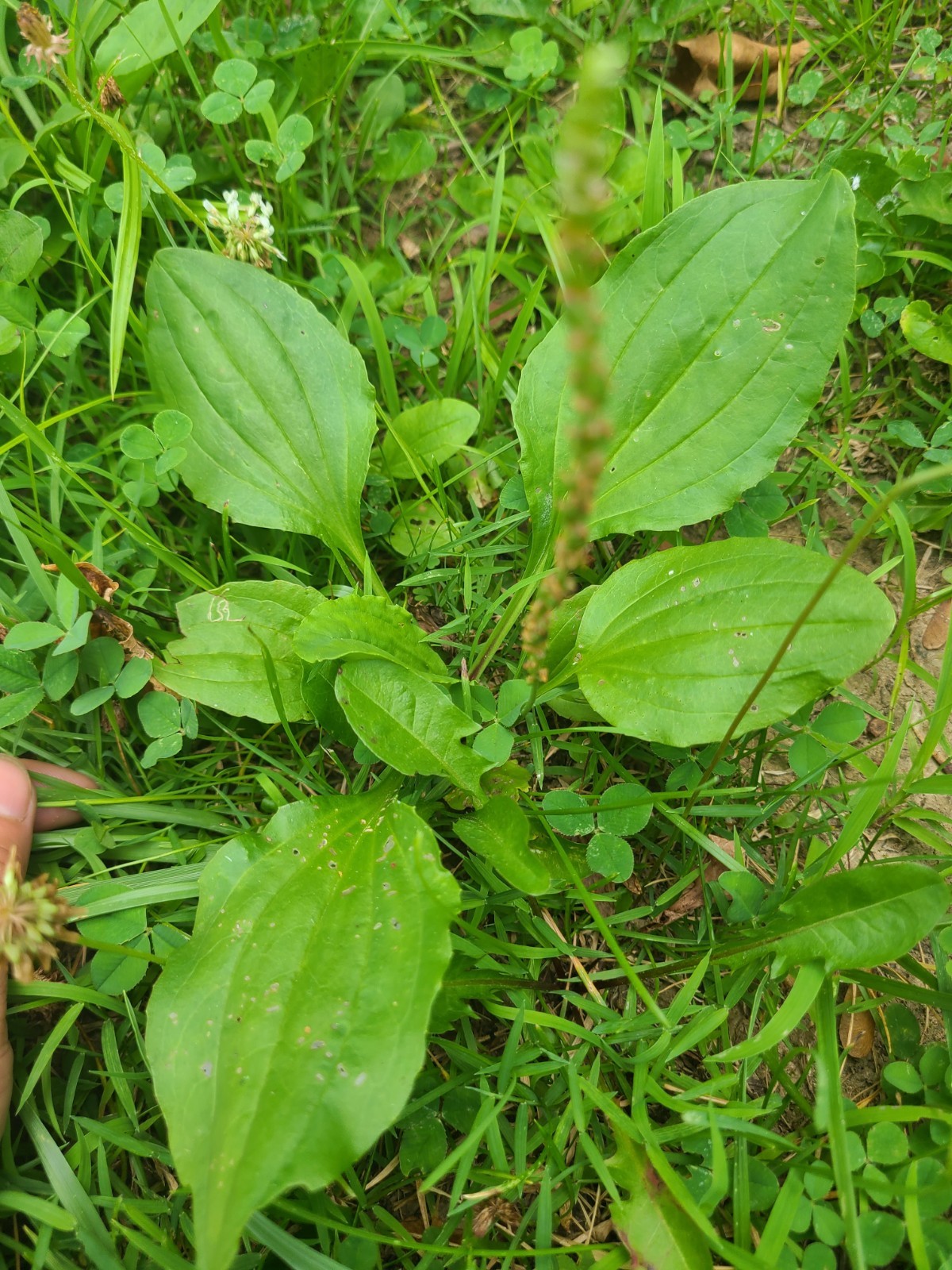 10 Rooted 5″ Plantago Plantain Broadleaf