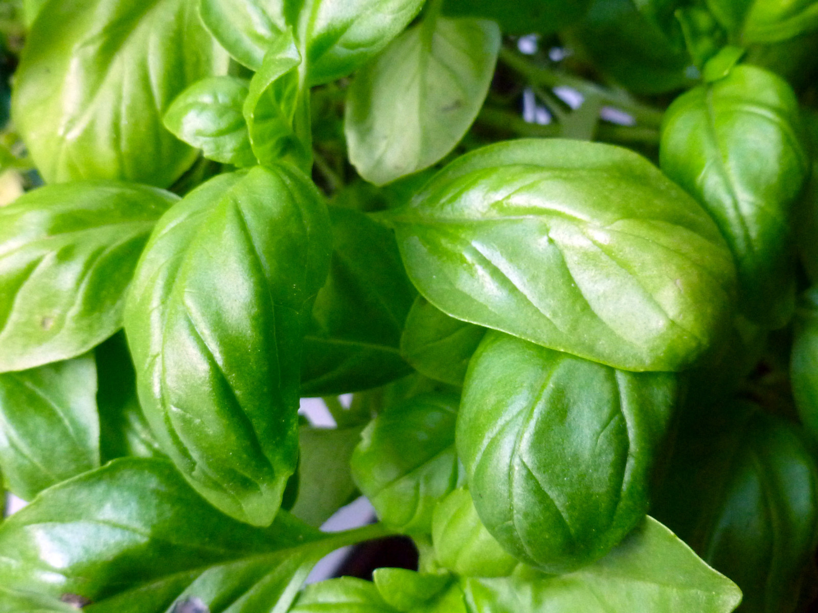 750 SEEDS – basil ITALIAN BROADLEAF – SWEET HERB – GroCo USA – BUY 15-SHIPS FREE