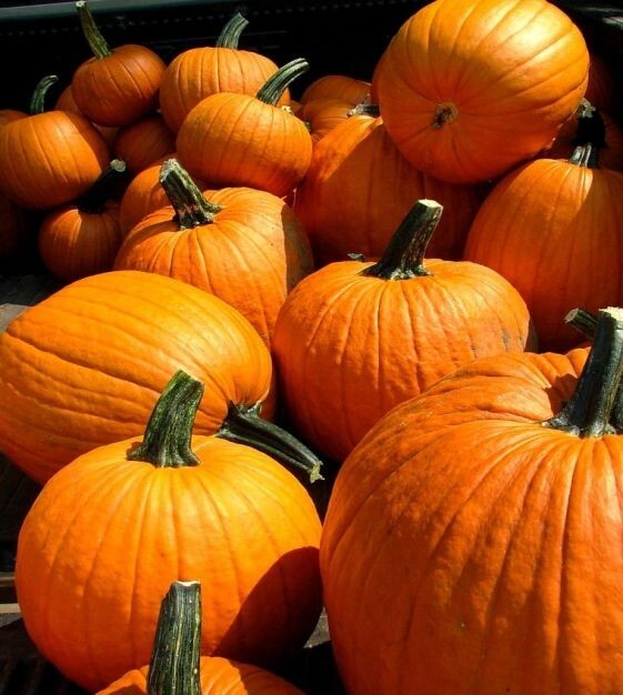 Howden’s Field Pumpkin Seeds, Carving Pumpkin, Halloween, Pie, FREE SHIPPING