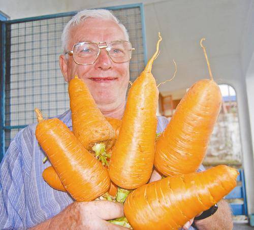 GIANT CARROT* BULK 1000 SEEDS * MEDICINAL*HEALTHFUL* FIBRE*ANTIOXIDANT