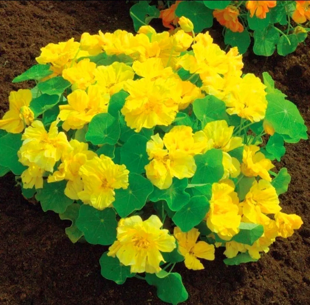 100 Nasturtium Seeds Tropaeolum majus Edible Flowers and Leaves – Spicy Flavor –