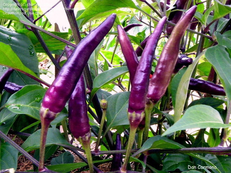 100+ PURPLE CAYENNE PEPPER SEEDS —– HOT —————– HEIRLOOM — ORGANIC