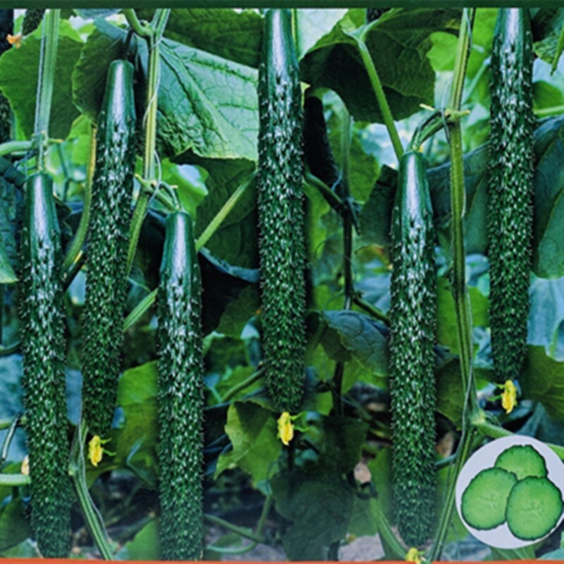 20+ Chinese Tender Cucumber Seeds 2023中国刺黄瓜新种子!