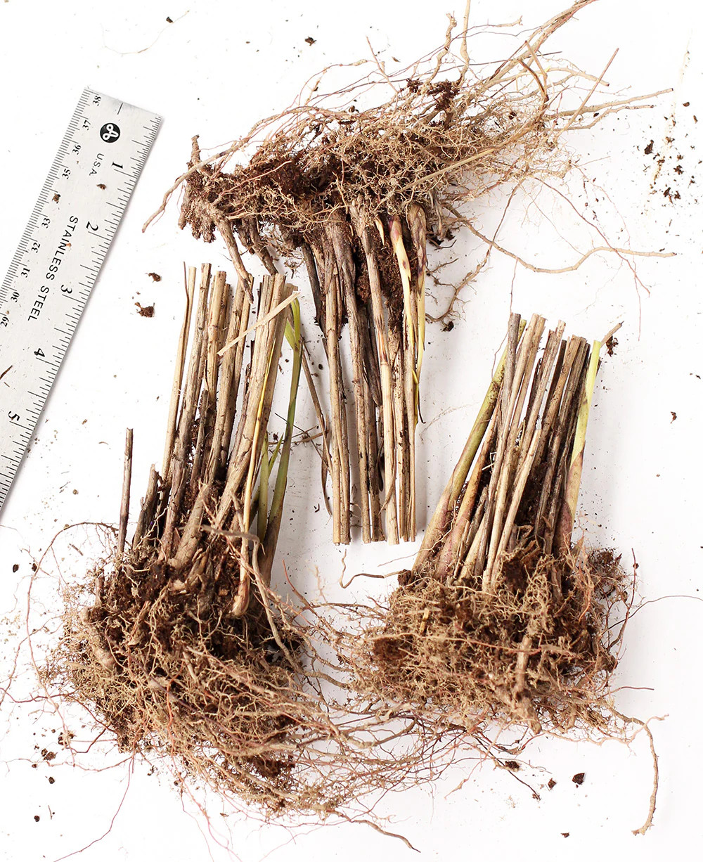 Silberfeder Silver Feather Grass – 3 bareroot plants