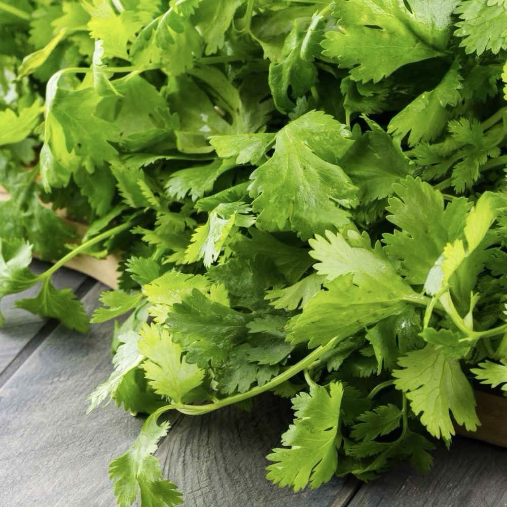 200 Cilantro /Coriander Seeds | Organic, HEIRLOOM, NON-GMO -USA Seller Free Ship