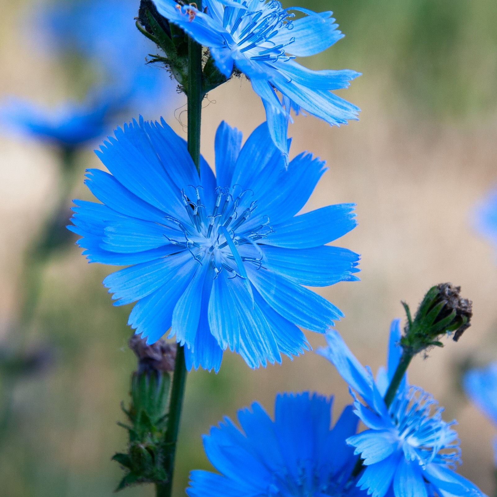Chicory Seeds, Italian Heirloom, Non-GMO, Organic, Perennial Herb, Free Shipping