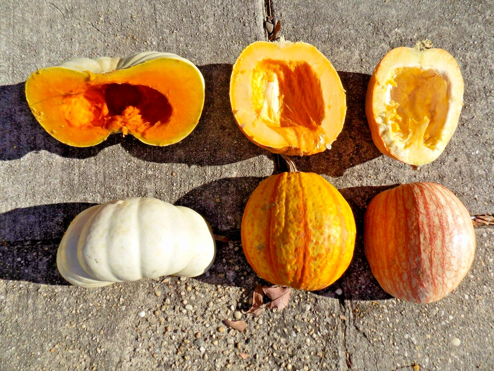 15 PEANUT PUMPKIN SEEDS – Cucurbita maxima
