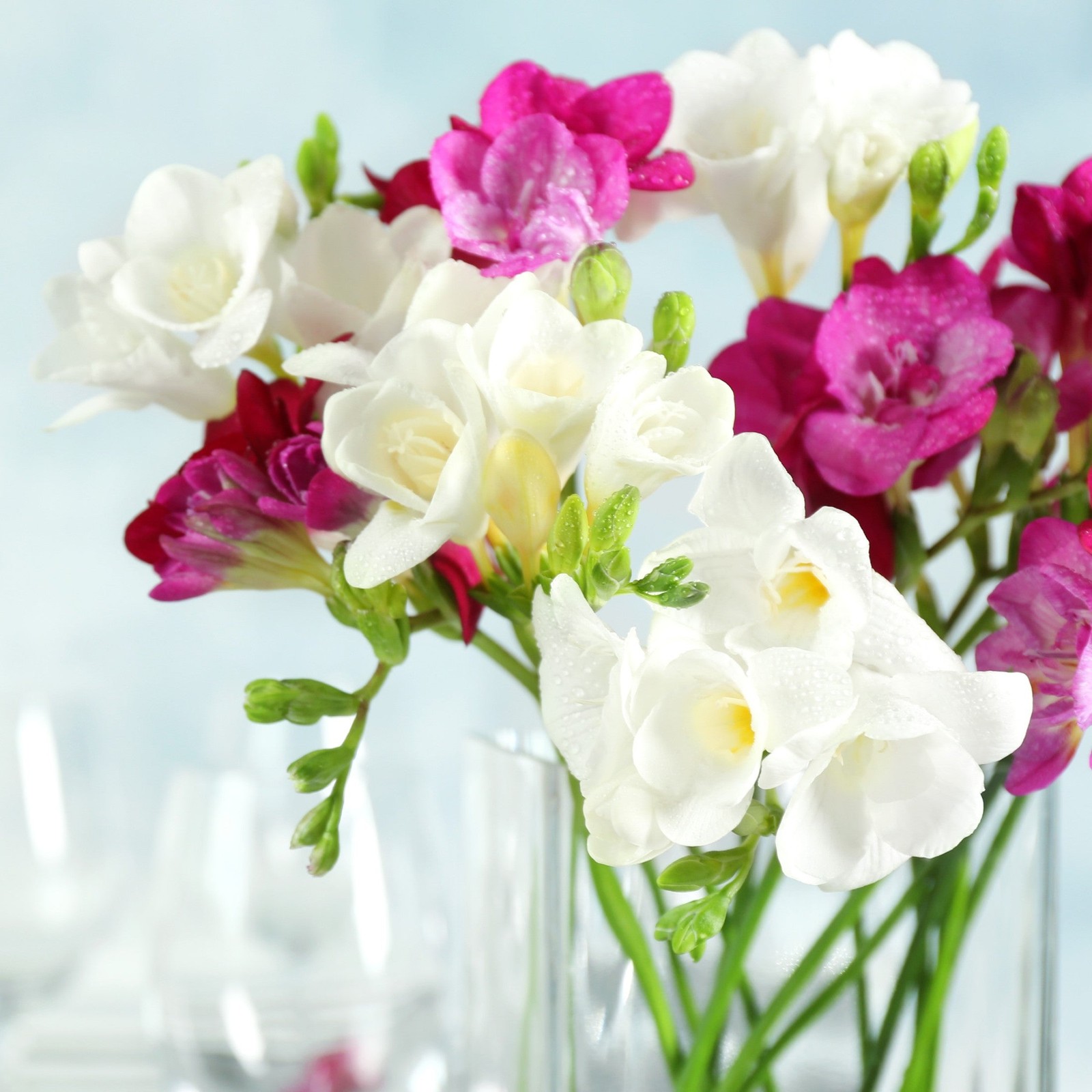 Freesia Romance Collection 30 Bulbs, White & Pink Spring Flowers Bloom in Sun