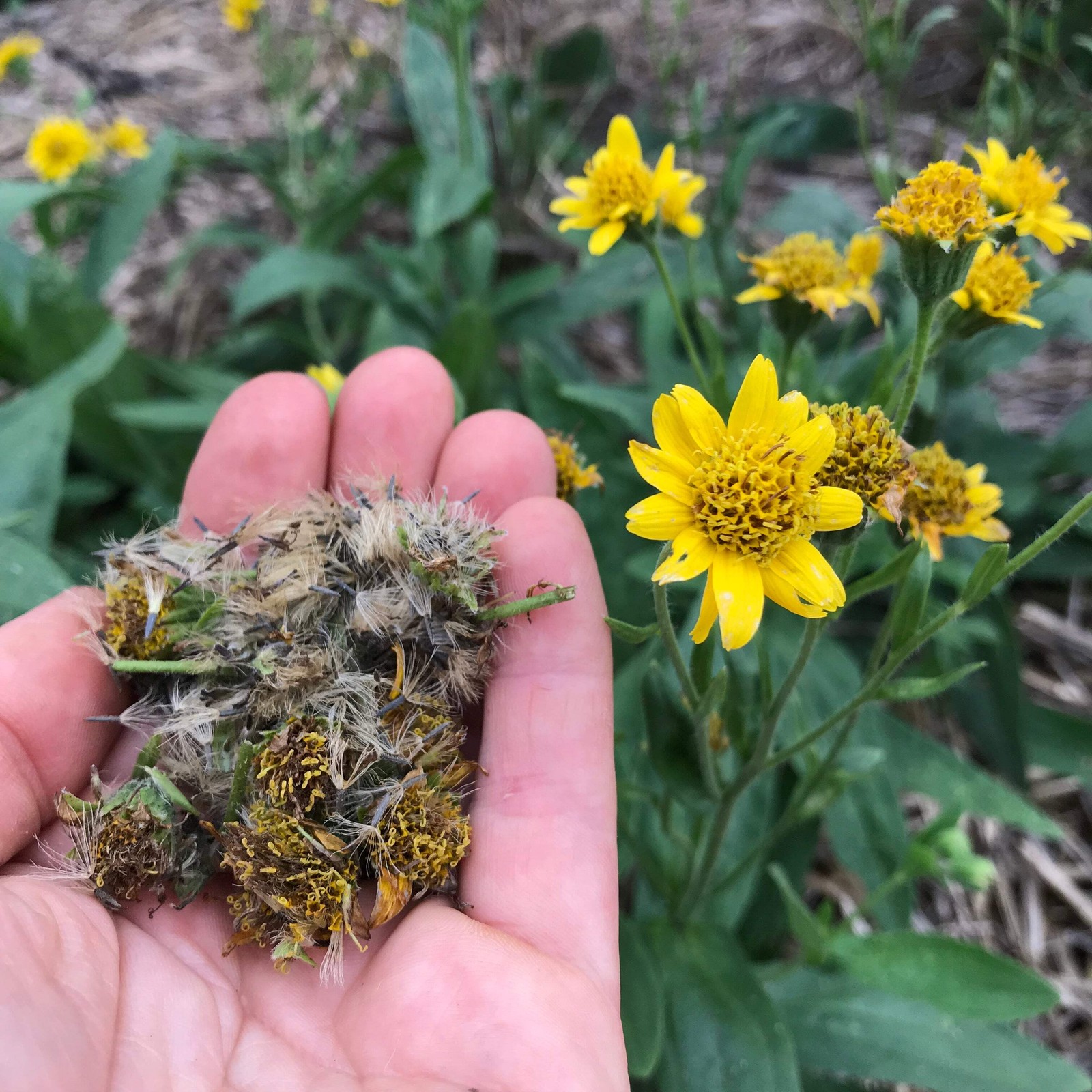 Meadow Arnica Seeds (Arnica chamissonis) ~Traditional Herb Native Pollinator