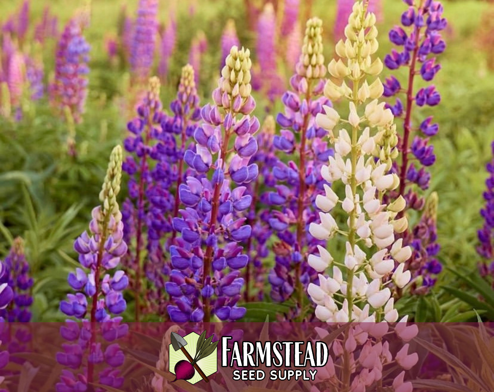 85+ Russell Lupine Flower Seeds | Wildflower Garden Seed Packet for Pollinators