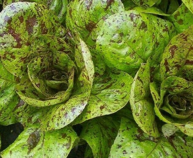 FRECKLES ROMAINE LETTUCE SEEDS 500+ Healthy GARDEN greens SALAD FREE SHIPPING