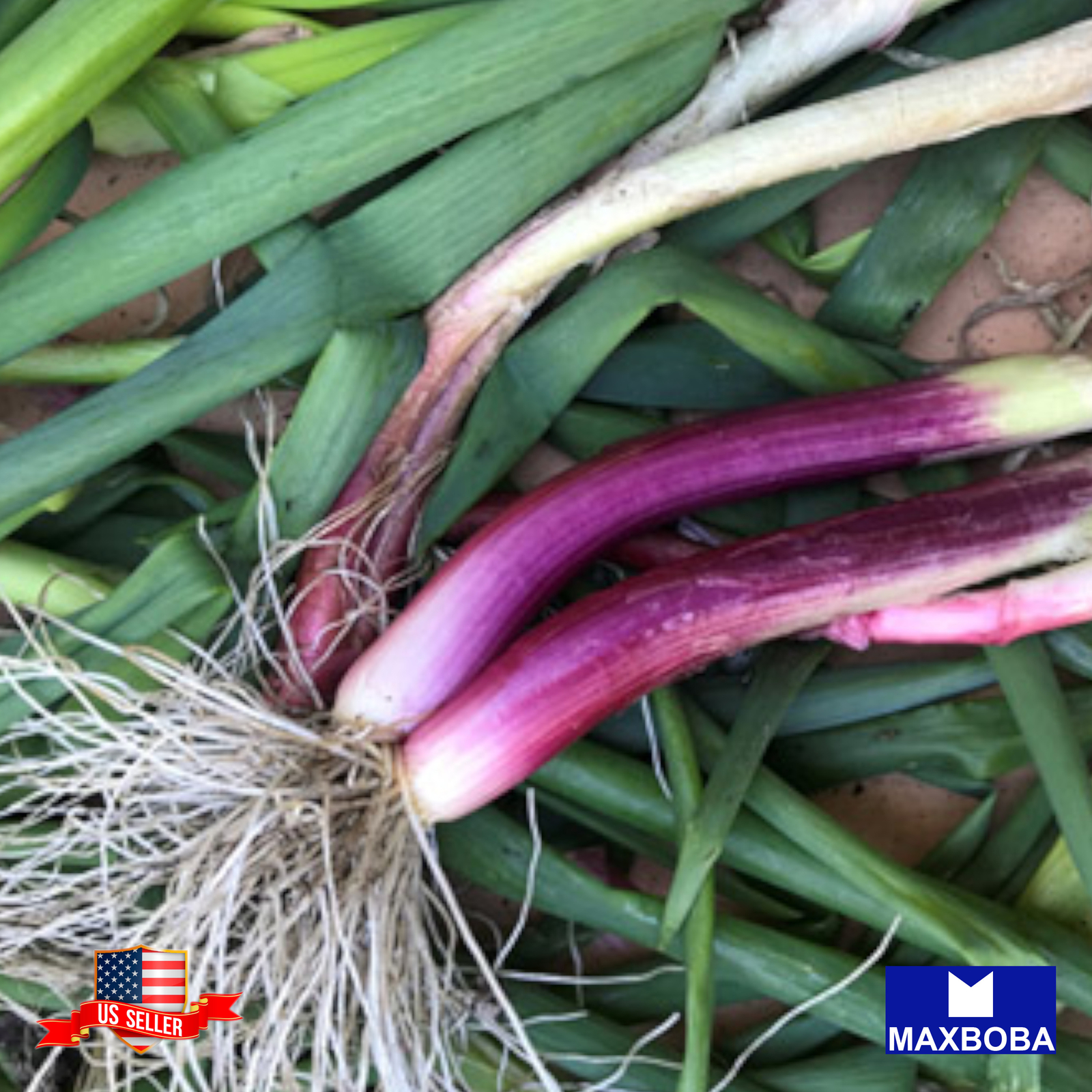 Onion Seeds Bunching Red Beard Vegetable Heirloom Non-GMO