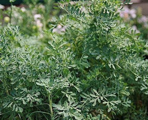 Ruta graveolens | Common or Garden Rue | Herb of Grace | 10 Seeds
