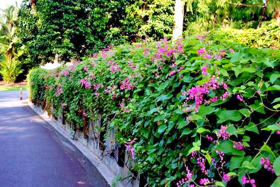 CORAL VINE SEEDS (Antigonon Leptopus) Mexican Creeper Chain of Love Pink Flower