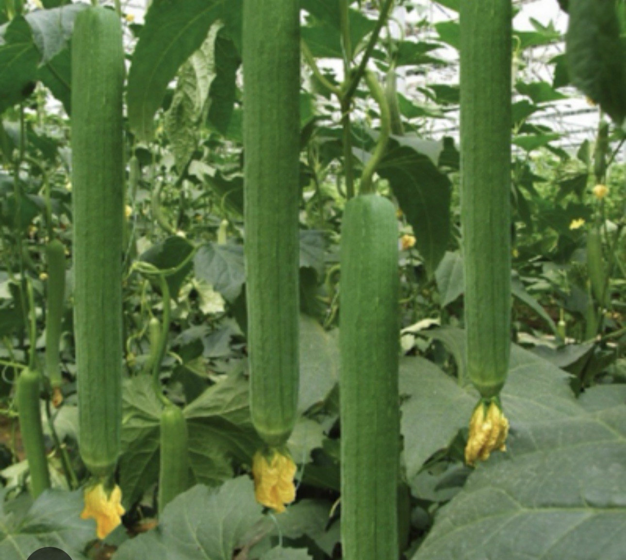 30pcs Super Long Luffa Gourd Seeds – Non-GMO, Loofah Sponge Gourd Seeds.